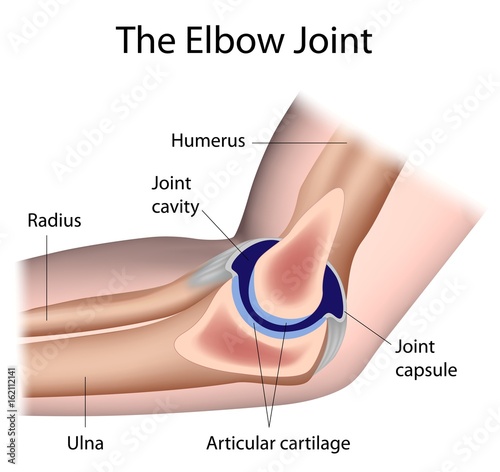 Canvas Print The elbow joint, labeled
