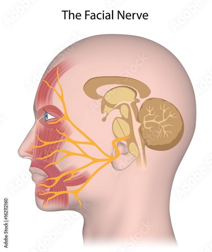 The facial nerve photo