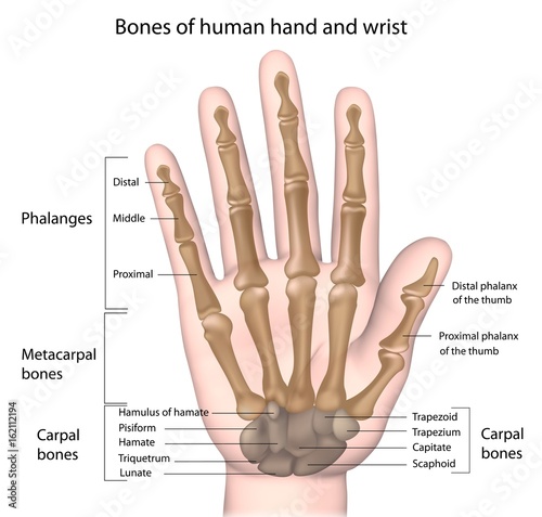 Bones of the hand, labeled.  photo