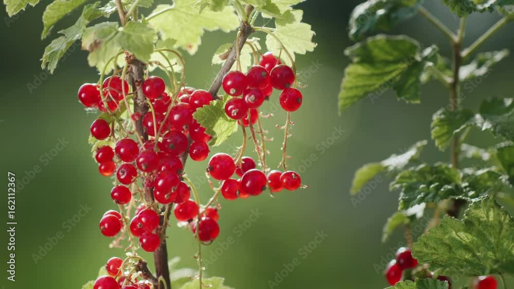 Red currant berries on a clear sunny day. The source of vitamins Red currant berries on a clear sunny day. The source of vitamins