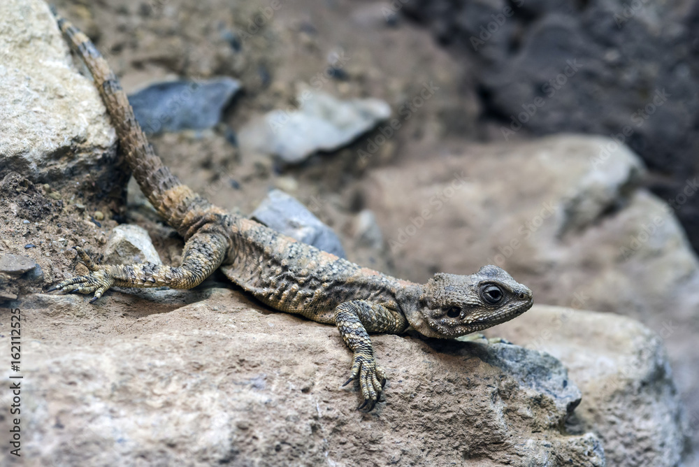 Beautiful Painted Dragon reptile Stellagama Stellio Brachydactyla on rock Beautiful Painted Dragon reptile Stellagama Stellio Brachydactyla on rock