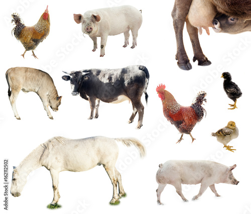 set of farm animals. chicken, pig, cow isolated on white background
