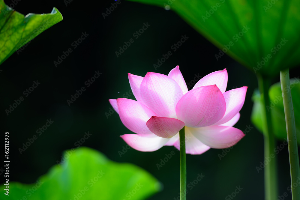 蓮の花 蓮の花