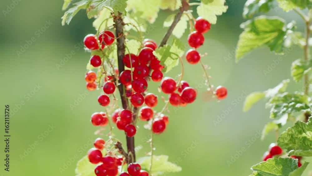Harvest red currant. Female hands pluck berries, close-up Harvest red currant. Female hands pluck berries, close-up