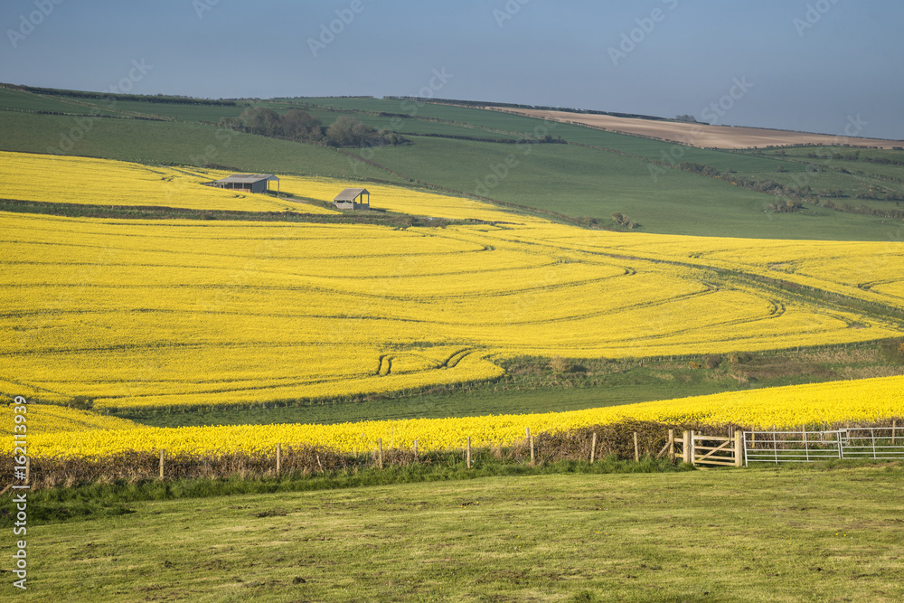 Fototapeta premium Beautiful landscape image of ripe rapeseed canola crop in Spring in English countryside