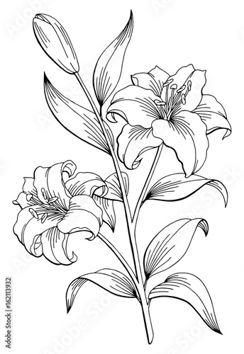 Fototapeta Naklejka Na Ścianę i Meble -  Lily flower graphic black white isolated sketch illustration vector