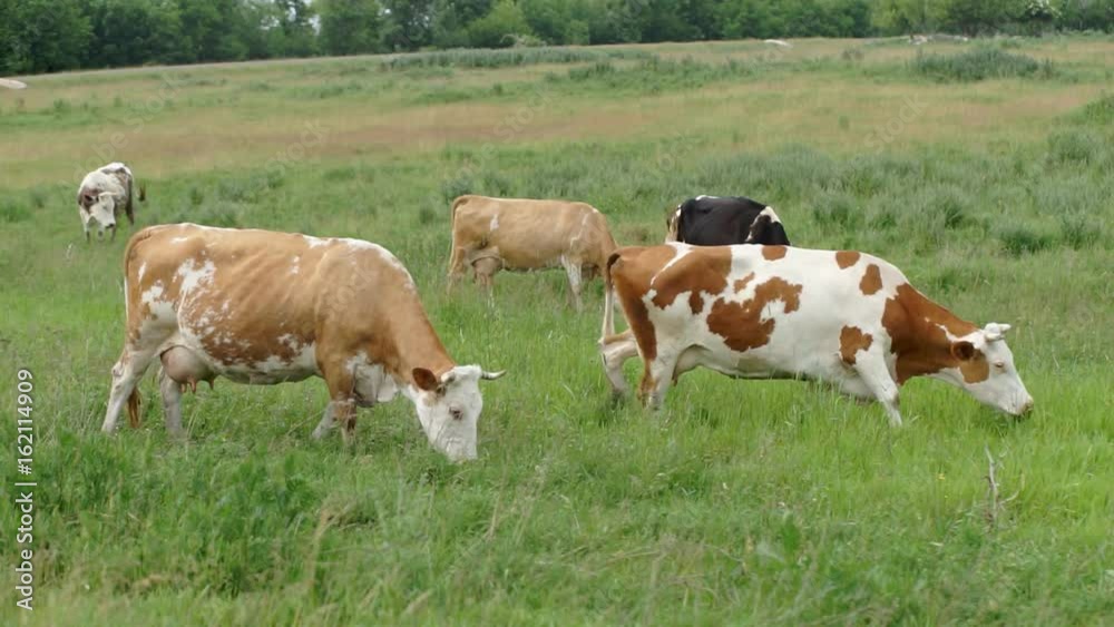 Cow Grazed in the Meadow A cow peacefully grazing on a meadow and eating grass Cow Grazed in the Meadow A cow peacefully grazing on a meadow and eating grass
