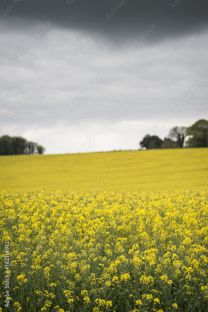 Obraz premium Shallow depth of field landscape of rapeseed canola field under moody skies in English countryside
