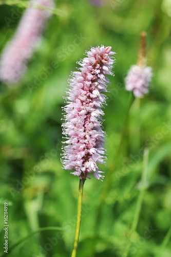 Alpine flora: common bistort (Polygonum bistorta)