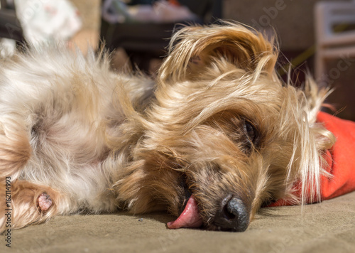 An Old dog resting on the floor, wart on paw caused by age,, Cute Doggy sleeping soundly