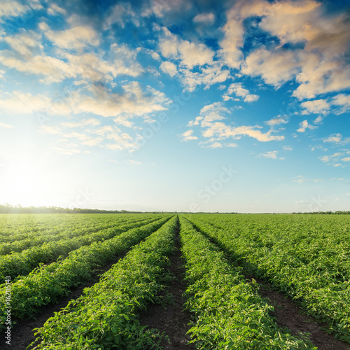 green agriculture field with tomatoes and sunset in blue sky with clouds