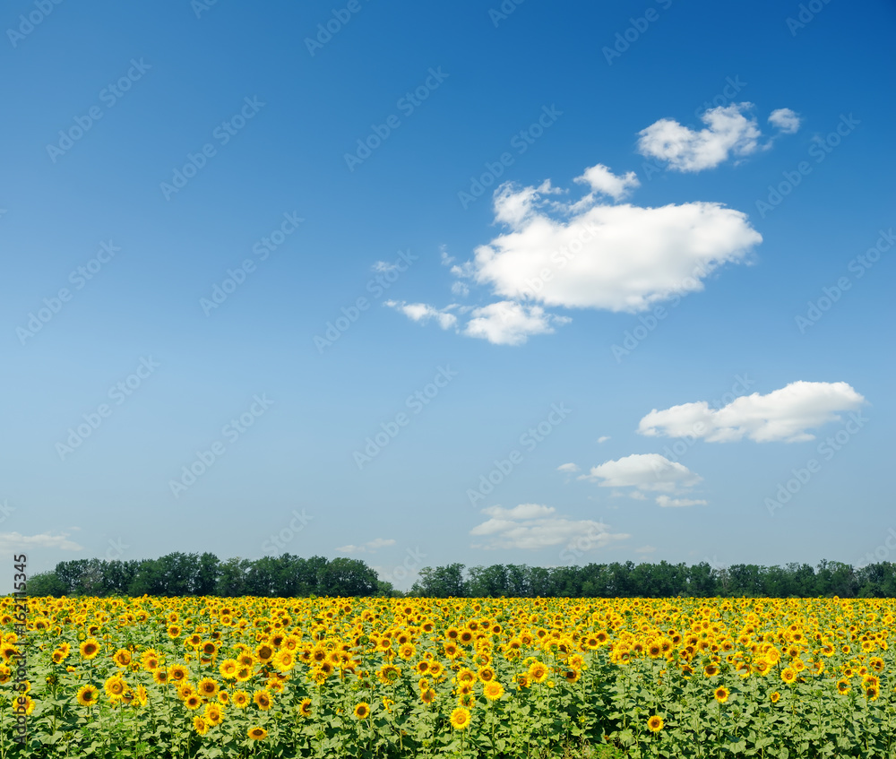 agriculture field with sunflowers and blue sky with clouds over it agriculture field with sunflowers and blue sky with clouds over it