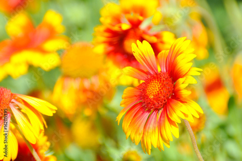 Orange gerbera flower in garden. Honey bee on gerbera flower