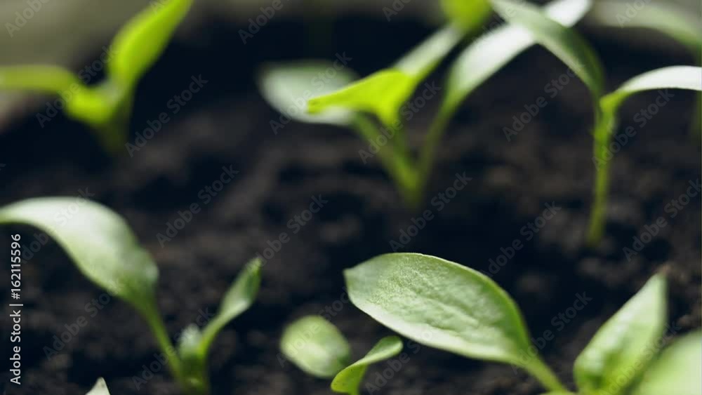 Young green seedlings growing in the compost trays the view, closeup Young green seedlings growing in the compost trays the view, closeup