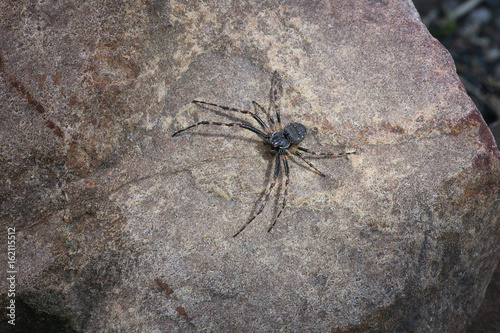 spider on the stone