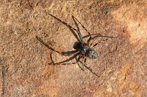 spider on the stone