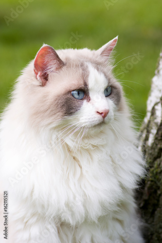 white domestic cat in a garden