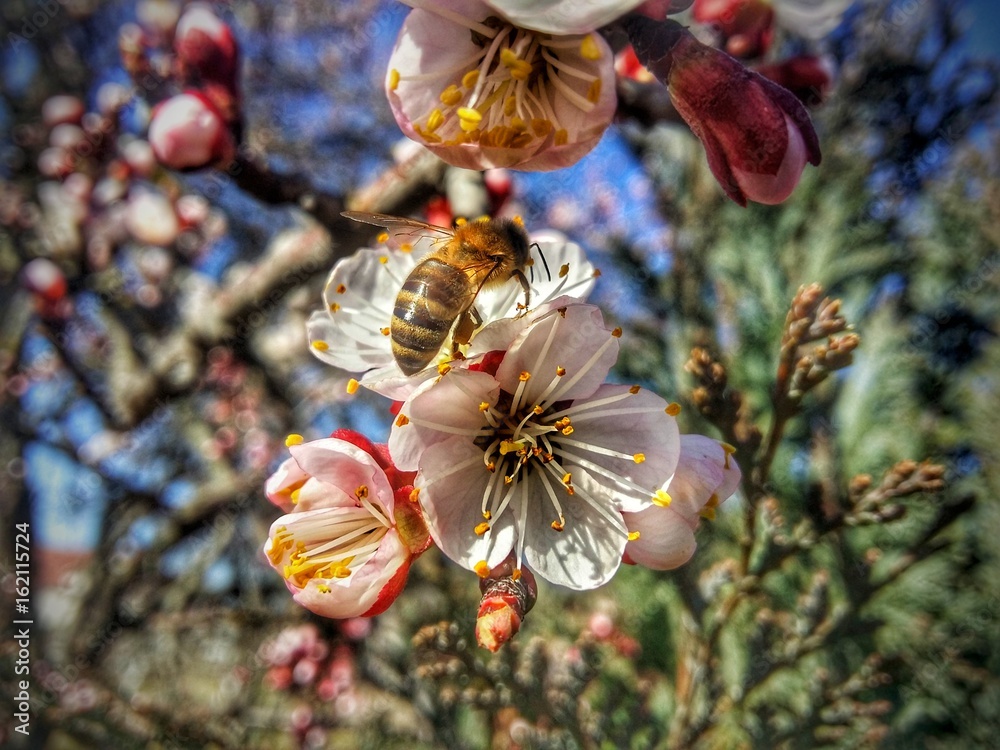 bee flower beauty honey