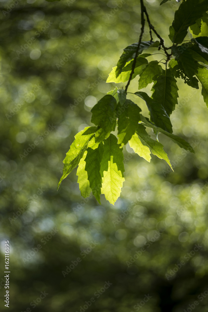 Lovely shallow depth of field fresh landscape of English forest and countryside in Spring sunshine Lovely shallow depth of field fresh landscape of English forest and countryside in Spring sunshine