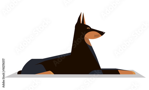 Dobermann lies on the ground
