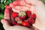 Holding fresh picked red ripe strawberries in hand.