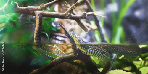 Garter Snake photo