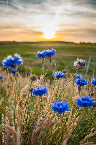 Fototapeta Naklejka Na Ścianę i Meble -  Beautiful cornflowers growing at the field.