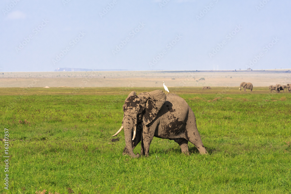Fototapeta premium Amboseli are elephants country . Kenya, Africa