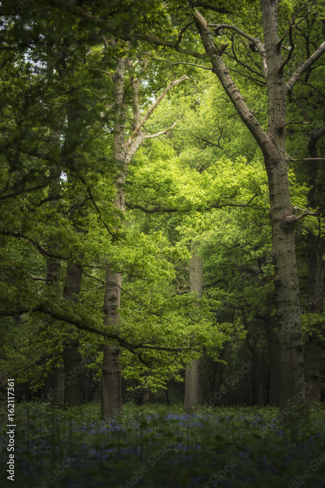 Shallow depth of field landscape of vibrant bluebell woods in Spring Shallow depth of field landscape of vibrant bluebell woods in Spring