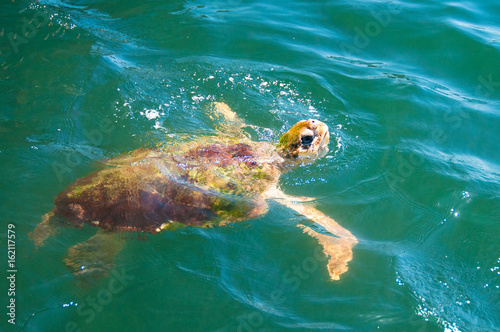 Sea Turtle, coming up to the top for food