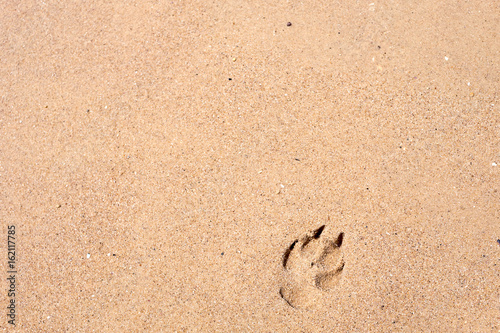 pawprint on the sand and sunset on the beach