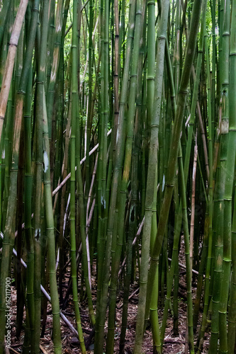 Bambuswald am Seven Sacred Pools Trail auf Maui  Hawaii  USA.