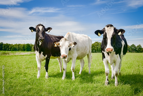 Fototapeta Naklejka Na Ścianę i Meble -  Drei hübsche, schwarzbunte Rinder auf der Sommerweide in Norddeutschland