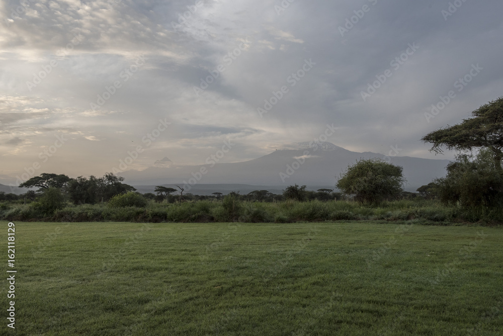 Green savannah in front of Kilimanjaro Green savannah in front of Kilimanjaro