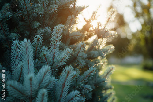 closeup blue spruce in autumn sunset