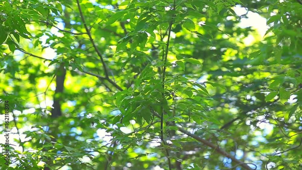 Wind blowing vibrant leaves Wind blowing vibrant leaves