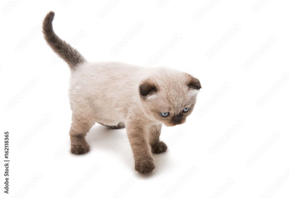 Obraz premium Lop-eared kitten isolated