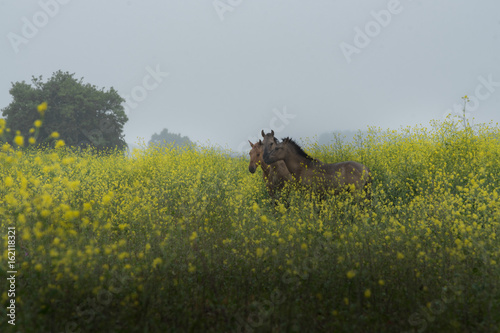 Fototapeta Naklejka Na Ścianę i Meble -  Fairy tale of wild horses