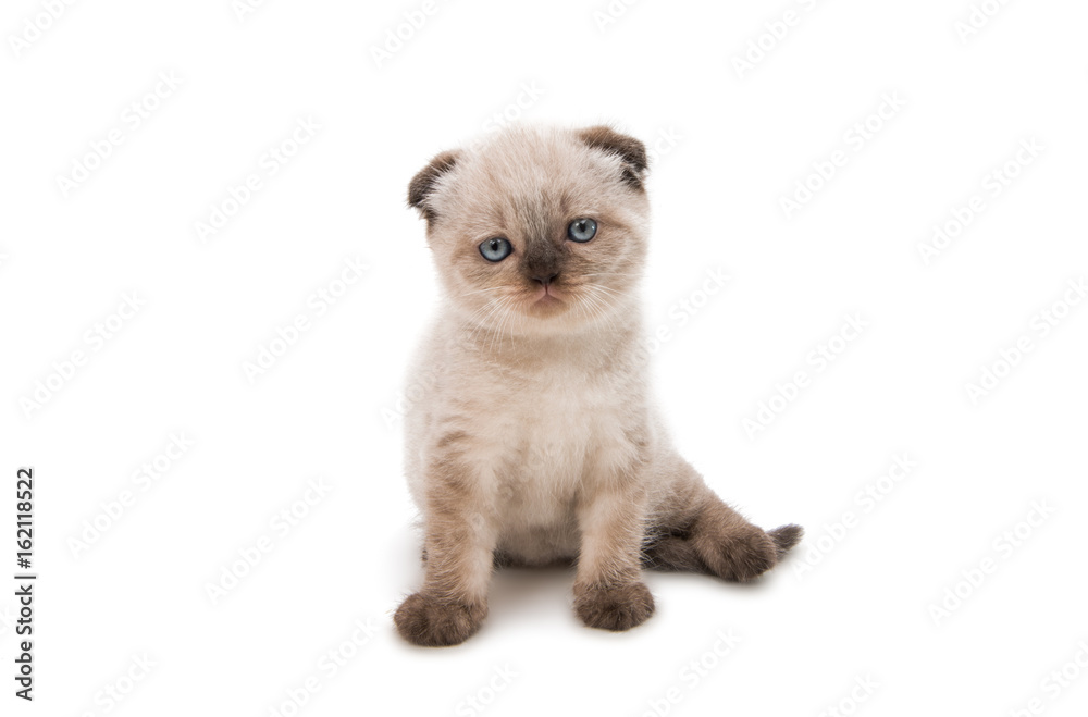 Obraz premium Lop-eared kitten isolated