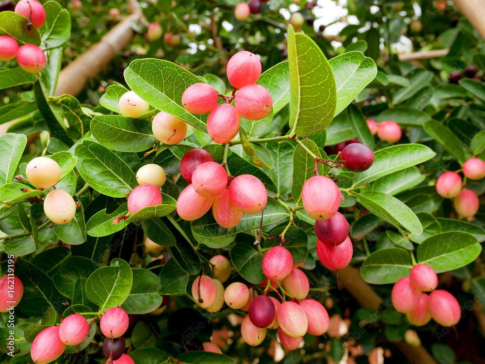 Obraz premium Bengal currants Carandas plum Karanda or Carunda fruit. Healthy fruit.