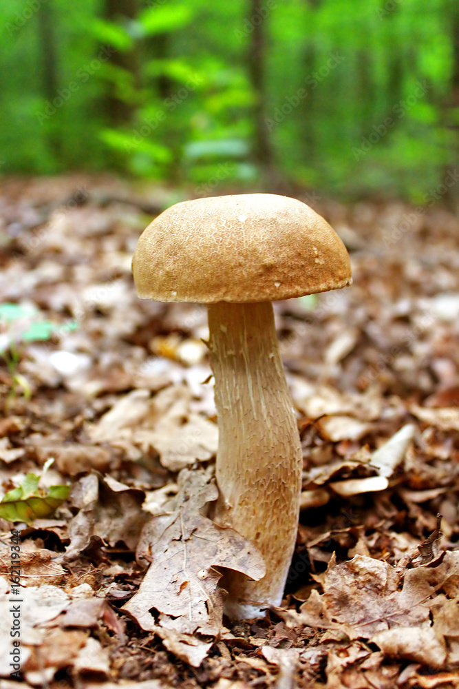 Boletus edulis, penny bun, cep, porcino or porcini Boletus edulis, penny bun, cep, porcino or porcini