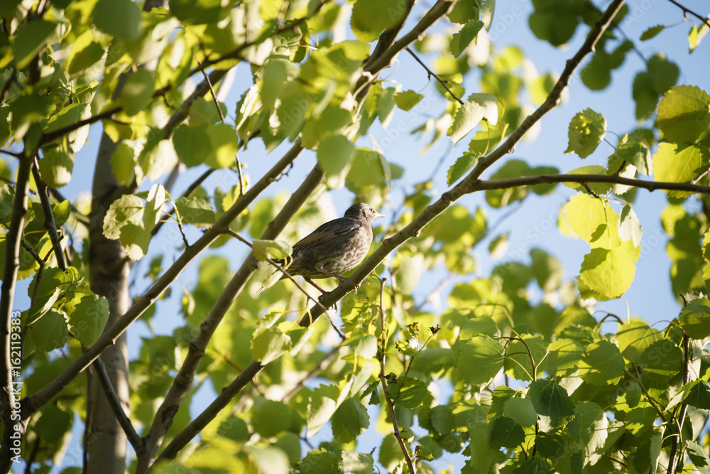 gray muscicapa striata in leaves on tree gray muscicapa striata in leaves on tree