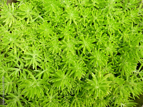 Gold Moss Sedum grass pattern green nature background.