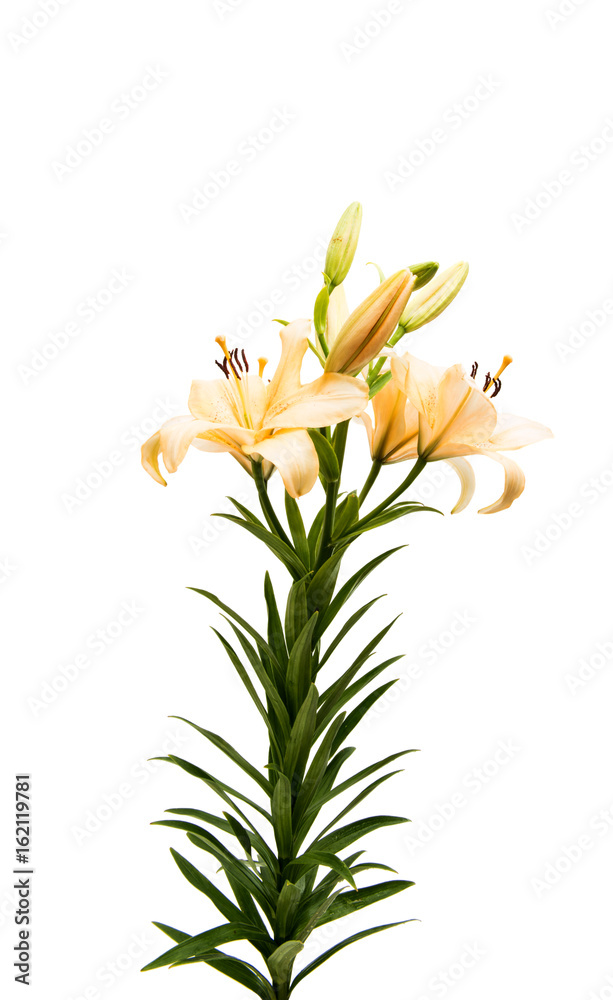 Beautiful lily isolated