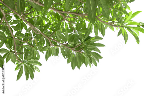 branch of green frangipani leaf isolated on white background, under view