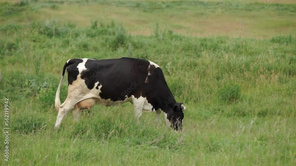 Cow Grazed in the Meadow A cow peacefully grazing on a meadow and eating grass Cow Grazed in the Meadow A cow peacefully grazing on a meadow and eating grass