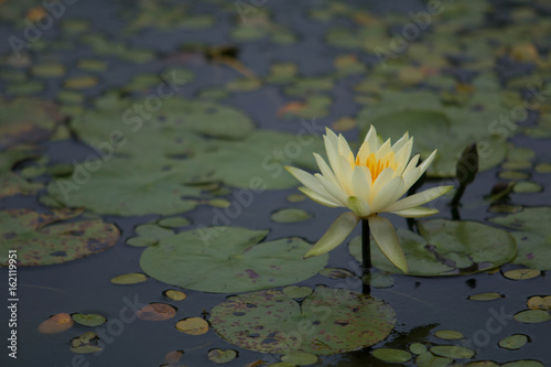 lotus © KeLvin