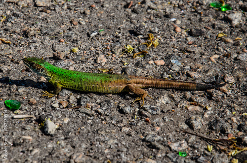 Green lizard on a ground