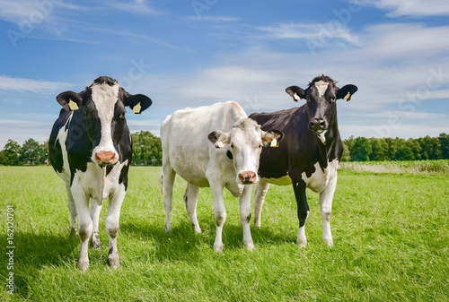 Drei neugierige, norddeutsche Rinder auf einer sommerlichen Weide © Countrypixel