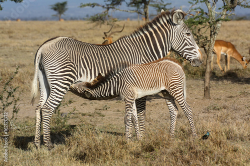 A Grevy's zebra mare nursing her foal